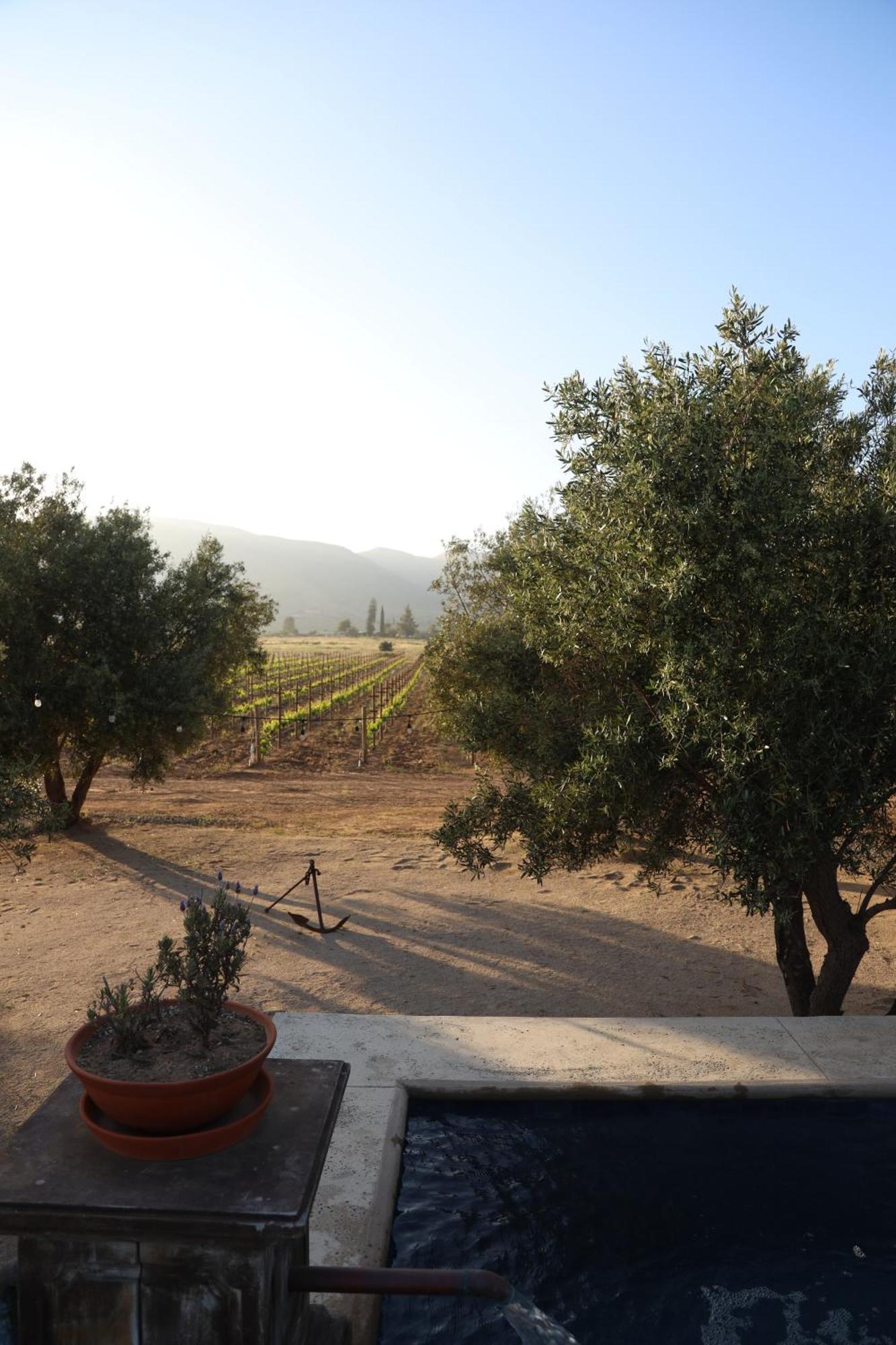 Alma Liebre Vinedos Del Valle 장크트 고아르스하우젠 외부 사진