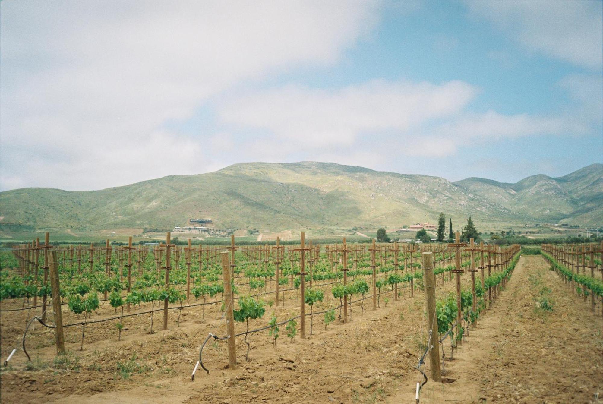 Alma Liebre Vinedos Del Valle 장크트 고아르스하우젠 외부 사진